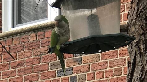 Queens and L.I. Bird Alert @BirdQueens .